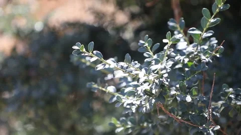 Spring in the forest, spring in the woods Video stock 310919881