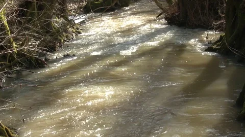 Spring Forest Stream Video stock 91922893