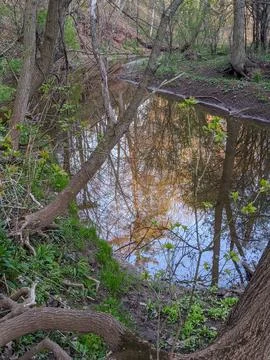 Spring Forest Stream With Tree Reflections and New Green Growth Along Creek Bank Stock-Fotos