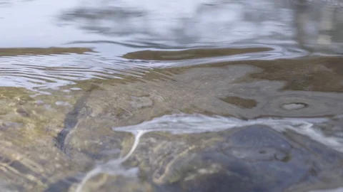 Spring forest stream water flowing gently Stockbeeldmateriaal 87339734