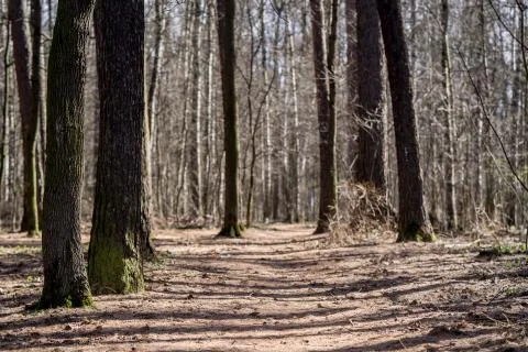 Spring forest with sun Stock Photos