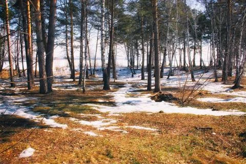 Spring forest with sun shine Stock Photos