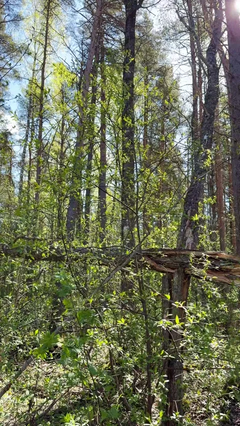 Spring Forest. Sun. Vertical Stock Footage 334393658