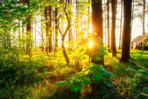 Spring forest with sunbeams through trees Stock Photos