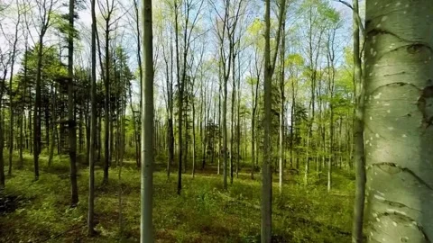 Spring Forest Sunlight with Green Trees. Stock Footage 306653440