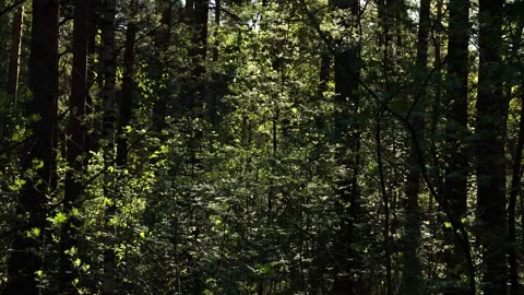 Spring Forest Sunlight Green Undergrowth Stock-Footage 334372263