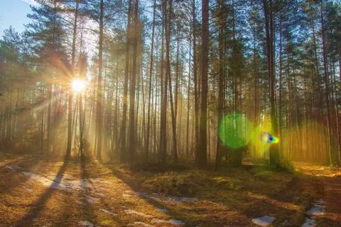Spring forest in sunlight Foto stock