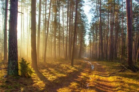 Spring forest in sunlight Stock Photos