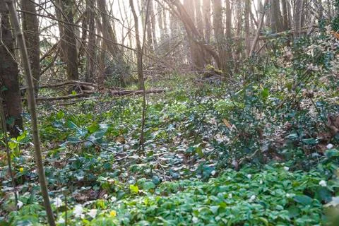 Spring forest with sunlights Stock Photos