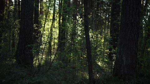 Spring Forest Sunlit Tree Trunks Stock Footage 334372446