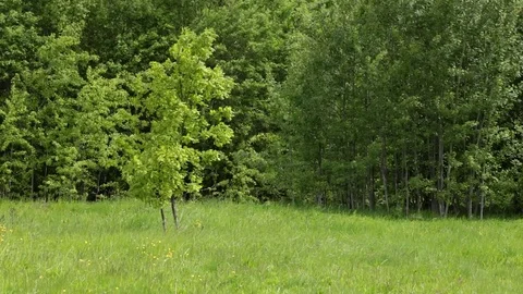 Spring Forest in a Sunny Day Stock Footage