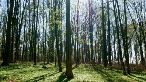 Spring forest sunny day Stock Footage 106429091