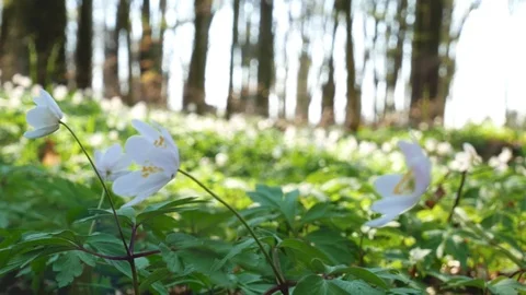 Spring forest sunny day Stock Footage 106429136