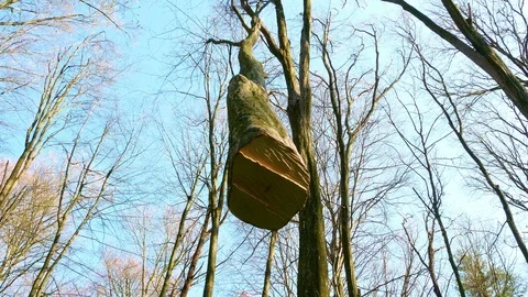 Spring forest sunny day Stock Footage 106429382