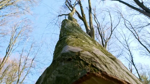 Spring forest sunny day Stock Footage 106429503