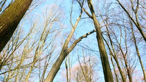 Spring forest sunny day Stock Footage 106429670