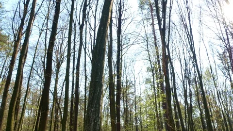 Spring forest sunny day Stock Footage 106430292