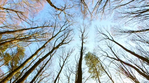 Spring forest sunny day Stock Footage 106430736