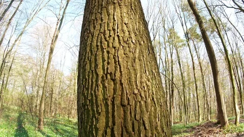 Spring forest sunny day Stock Footage 106431249
