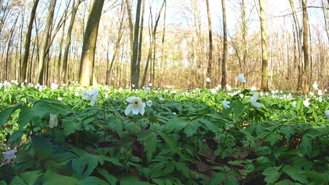 Spring forest sunny day Stock Footage 106431485