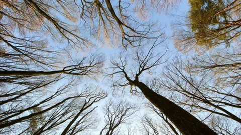 Spring forest sunny day Stock Footage 106431939