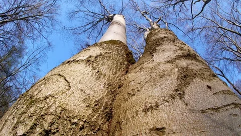 Spring forest sunny day Stock Footage 106432216
