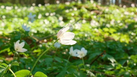 Spring forest sunny day Stock Footage 106432279