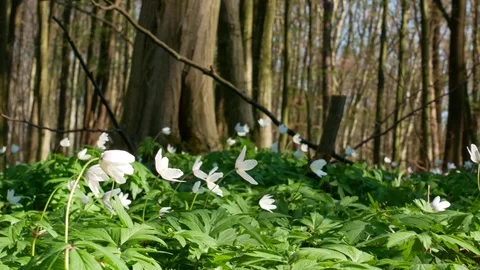 Spring forest sunny day Stock Footage 106432373