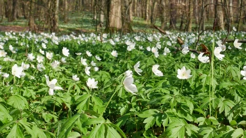 Spring forest sunny day Stock Footage 106432547