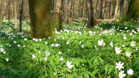 Spring forest sunny day Stock Footage 106432698