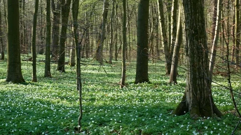 Spring forest sunny day Stock Footage 106433098