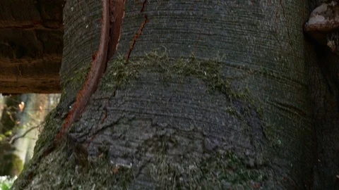 Spring forest sunny day Stock Footage 106433370