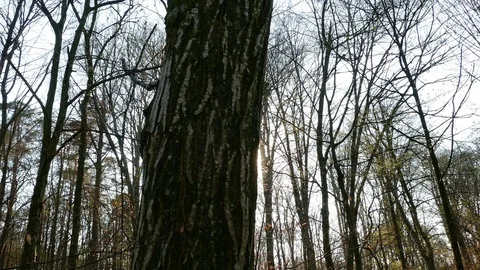 Spring forest sunny day Stock Footage 106434224