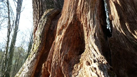 Spring forest sunny day Stock Footage 106434322