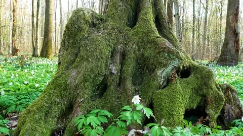 Spring forest sunny day Stock Footage 106434755