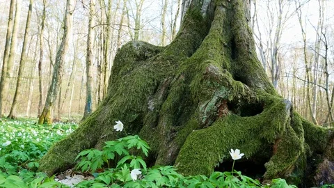 Spring forest sunny day Stock Footage 106435030