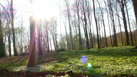 Spring forest sunny day Stock Footage 106435460