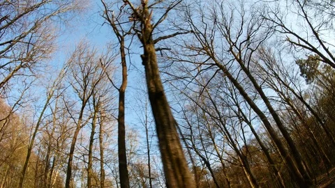 Spring forest sunny day Stock Footage 106435770