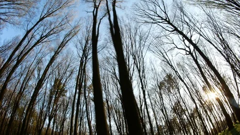 Spring forest sunny day Stock Footage 106435963