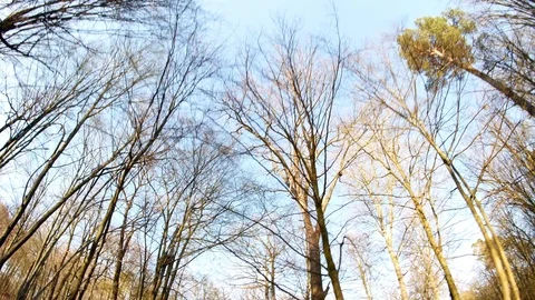 Spring forest sunny day Stock Footage 106436436