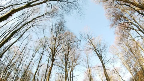 Spring forest sunny day Stock Footage 106436809