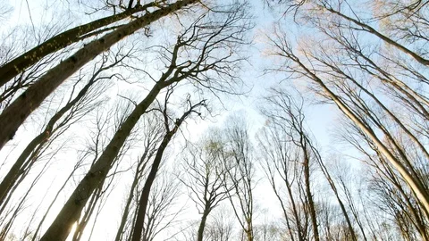 Spring forest sunny day Stock Footage 106437042