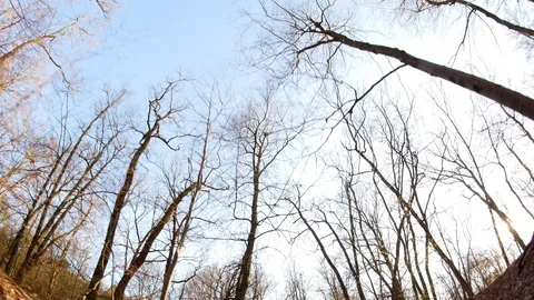 Spring forest sunny day Stock Footage 106437359