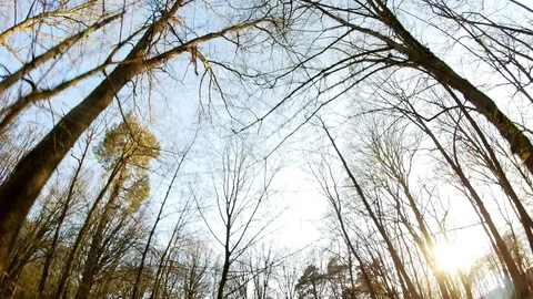 Spring forest sunny day Stock Footage 106437654