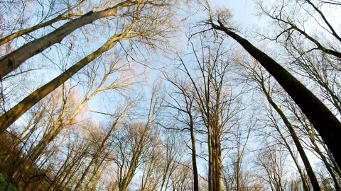 Spring forest sunny day Stock Footage 106437956
