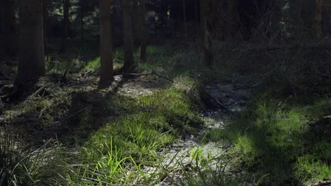 Spring in the forest at sunny day Stock Footage 130287181