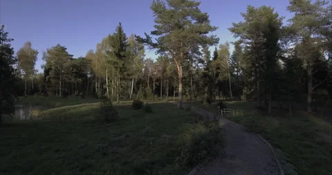 Spring forest on a sunny day. Stock Footage 131124308