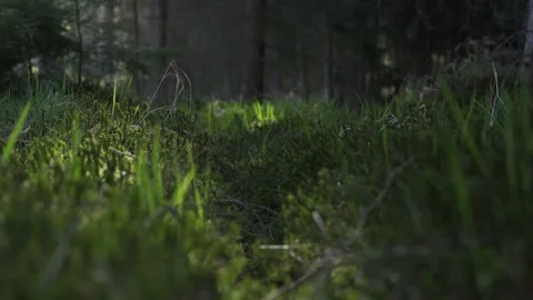 Spring in the forest at sunny day. Grass blooming in the morning sun Stock Footage 130289333