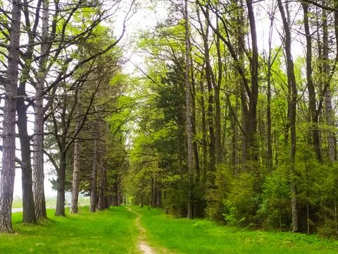 Spring forest on a sunny day Stock Photos