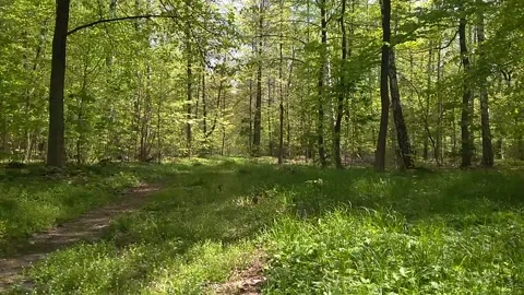 Spring forest  on a sunny day, time lapse Video stock 149178335